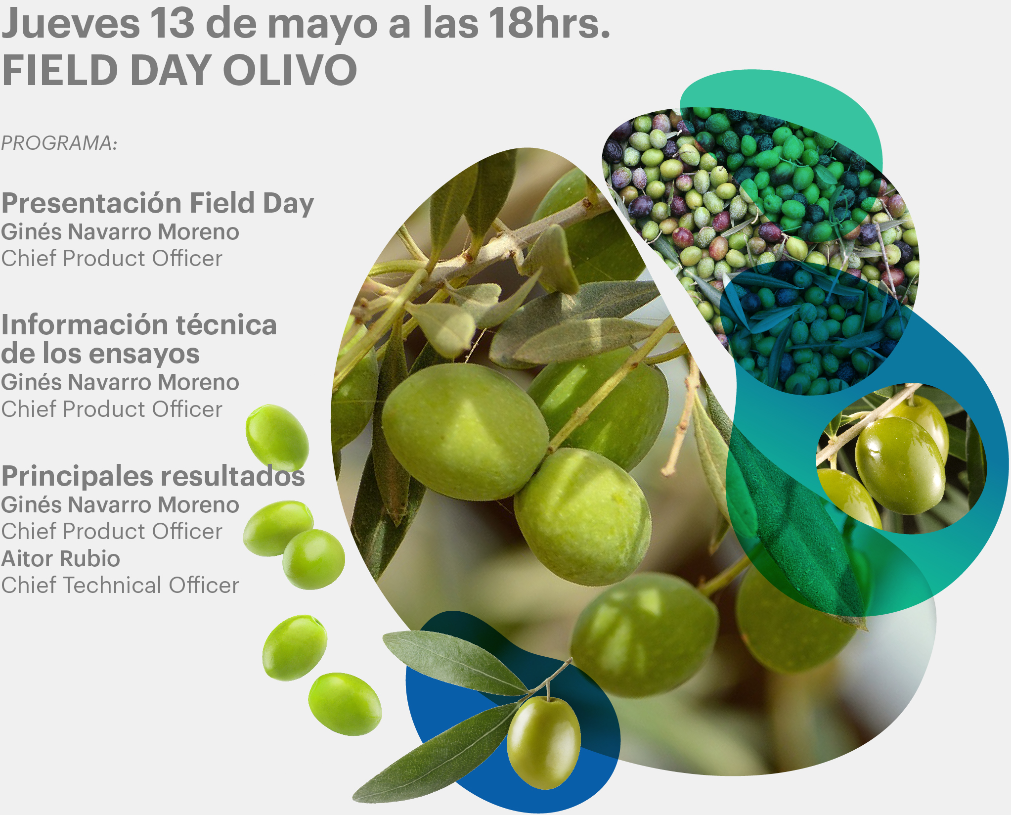 Field Day Olivo