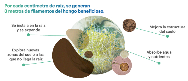 Img-Landing-ilustración-mycogel Img-Landing-ilustración-mycogel