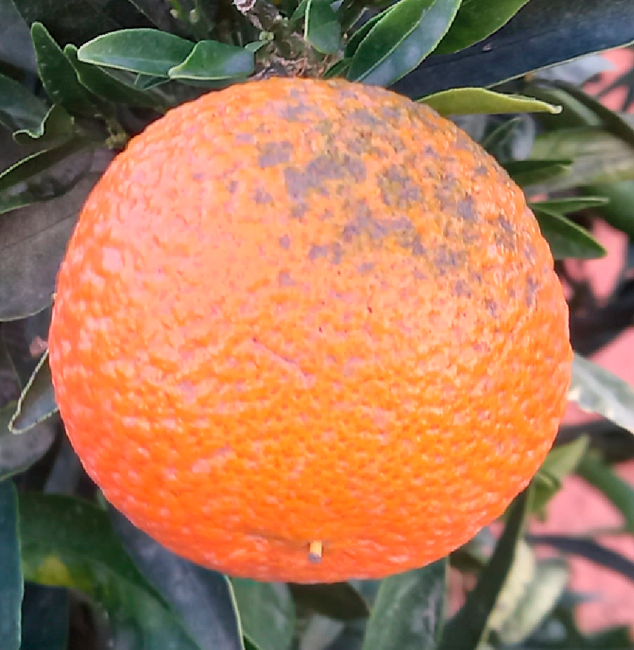 mandarina tratada con cera
