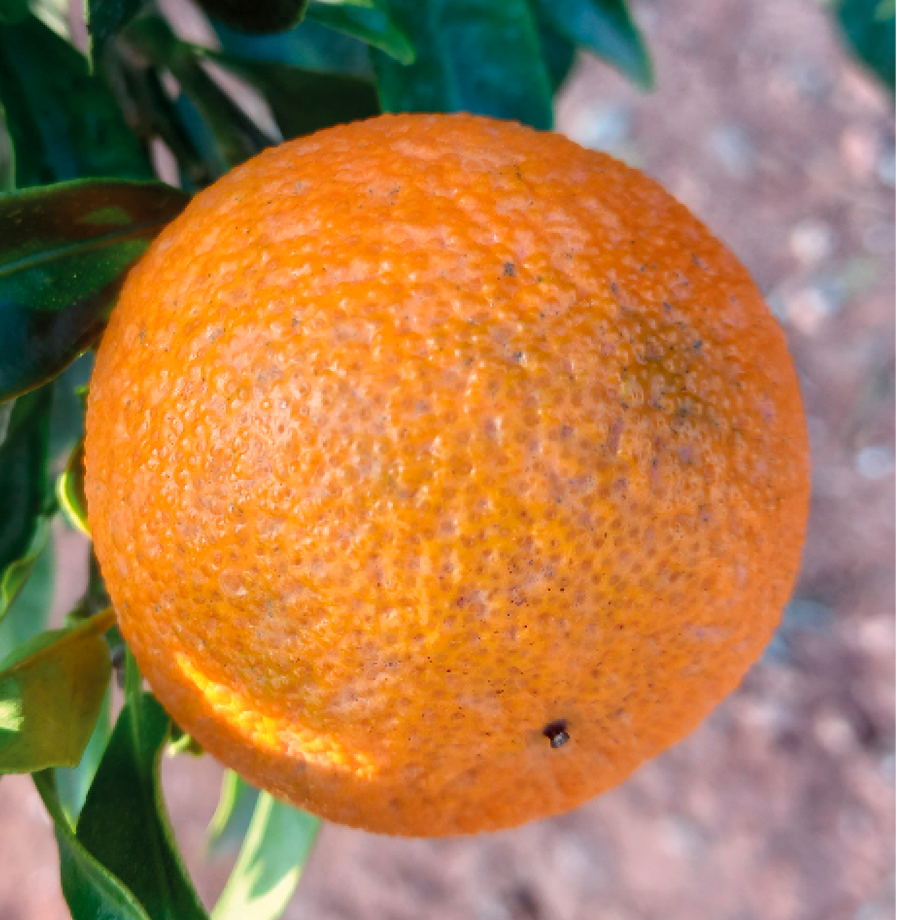 mandarina tratada con sunbrella
